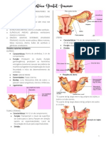 Sistema Genital Feminino