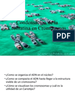 organizaciondelADN Cromatinaycromosomas