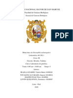 Mutaciones en Drosophila Melanogaster