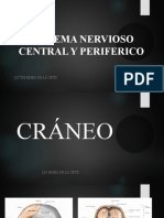 Sistema Nervioso Central Y Periferico: Lic TM Erika de La Cruz