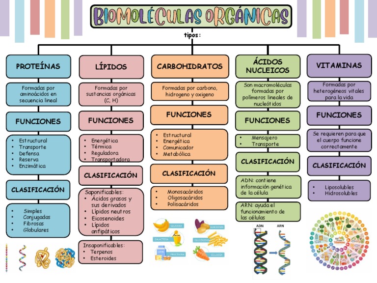 Estructura Y Funcion De Biomoleculas Organicas
