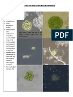 Activated Sludge Microorganisms