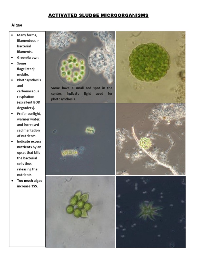 Activated Sludge Microorganisms Overview | PDF | Sewage Treatment ...