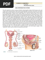 SCIENCE 10 QUARTER 2 Male Reproductive System