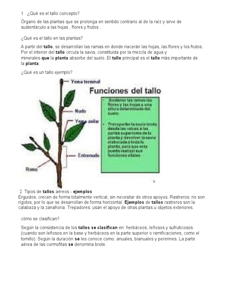 Funciones y tipos de tallos en plantas | PDF