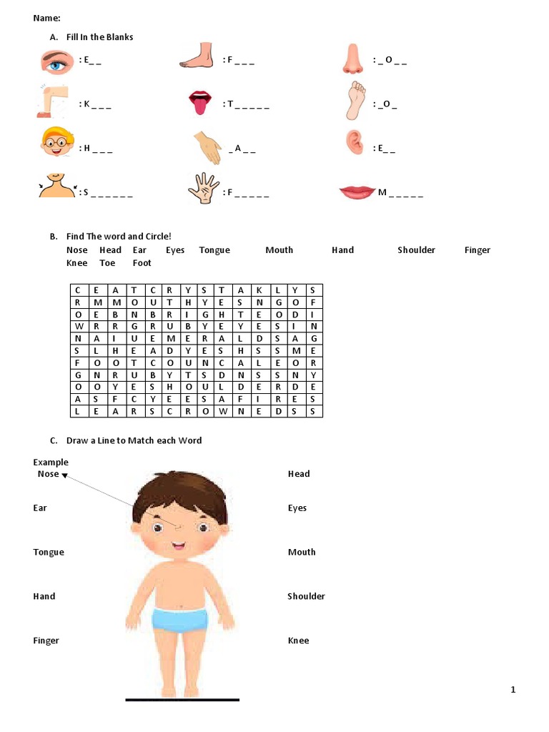 Body Parts Exercise PDF Human Anatomy