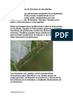 Tipos tricomas plantas clasificación funciones