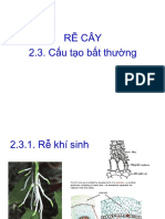 $thân Cây - 2022