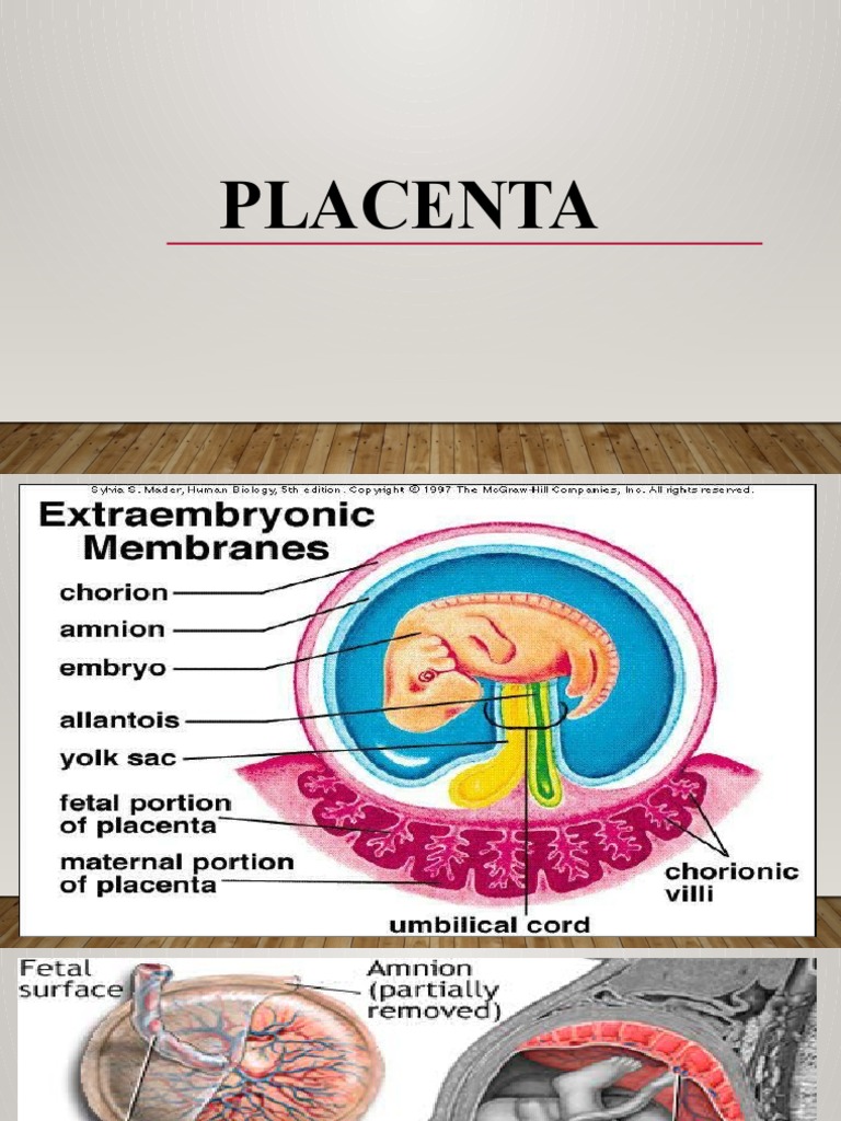 Placenta Pdf Placenta Fetus