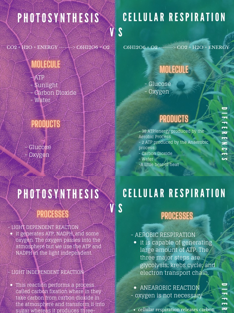 Differences of Photosynthesis and Cellular Respiration | PDF