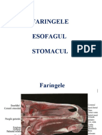 Faringele-Esofagul-Stomacul