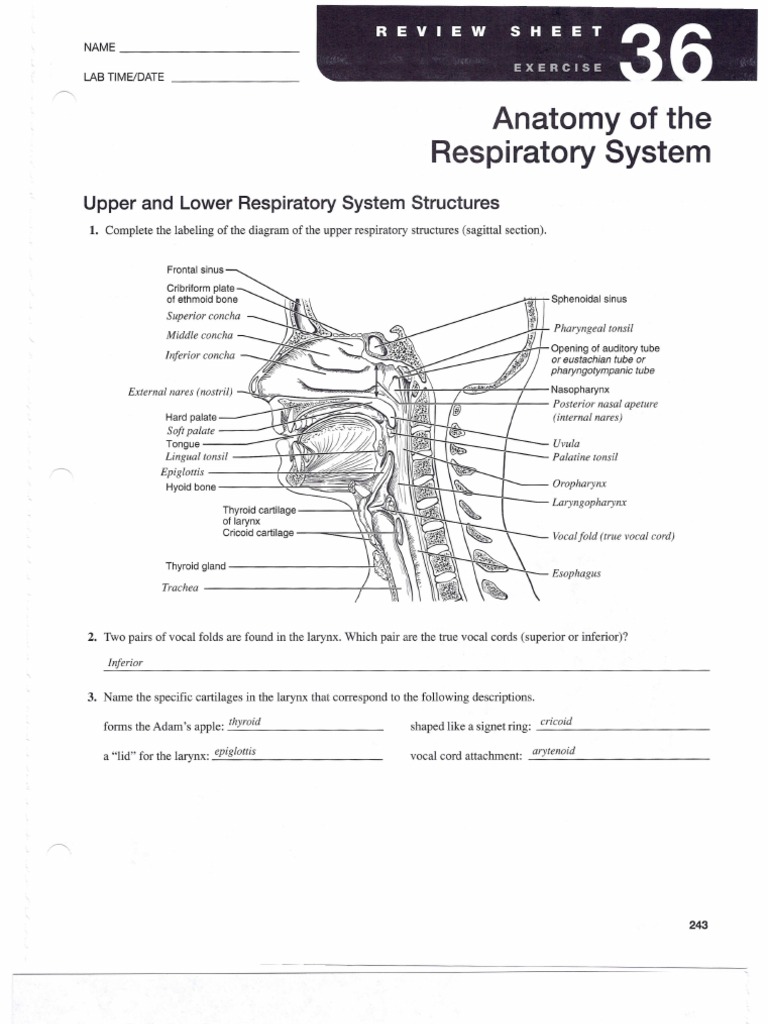 a&p_lab_ex_36 | Lung | Respiratory System