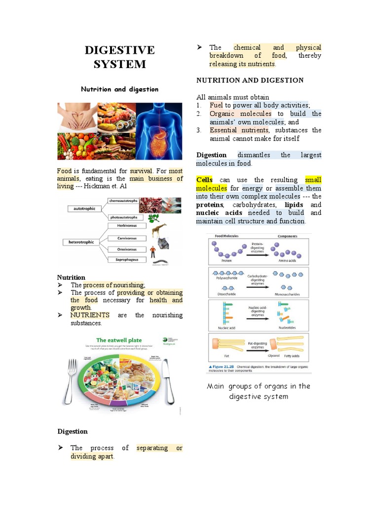 Digestive System Notes | Download Free PDF | Digestion ...