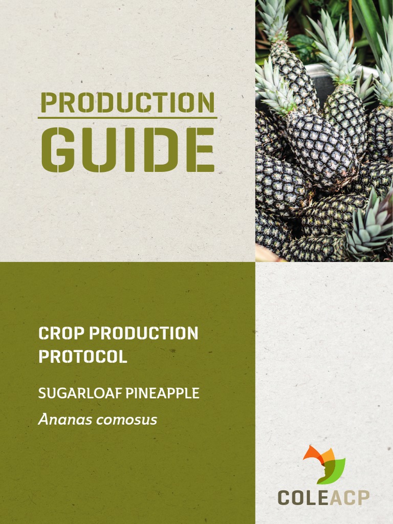 Sugarloaf Pineapple Production Guide | PDF | Crop Rotation | Soil
