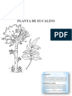 Planta de Eucalito