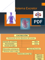 Aparato Excretor2.0