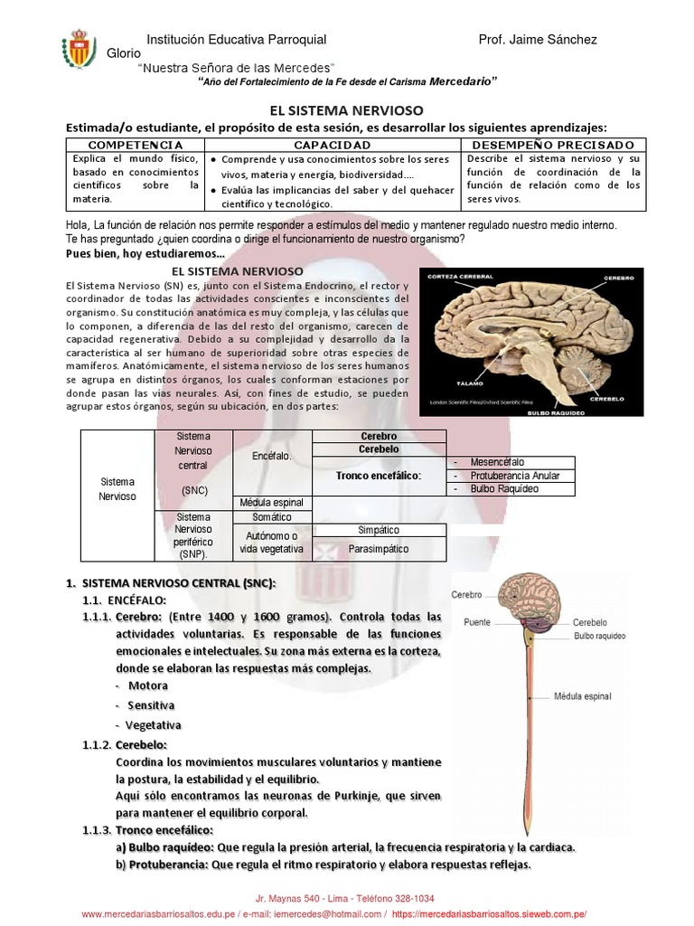 Introducción al Sistema Nervioso | PDF | Sistema nervioso | Cerebro