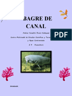 Bagre de Canal