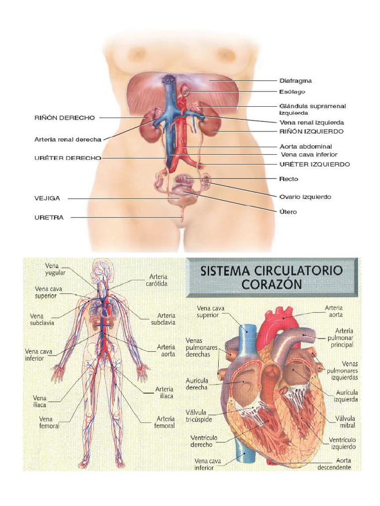 Aparato Urinario PDF