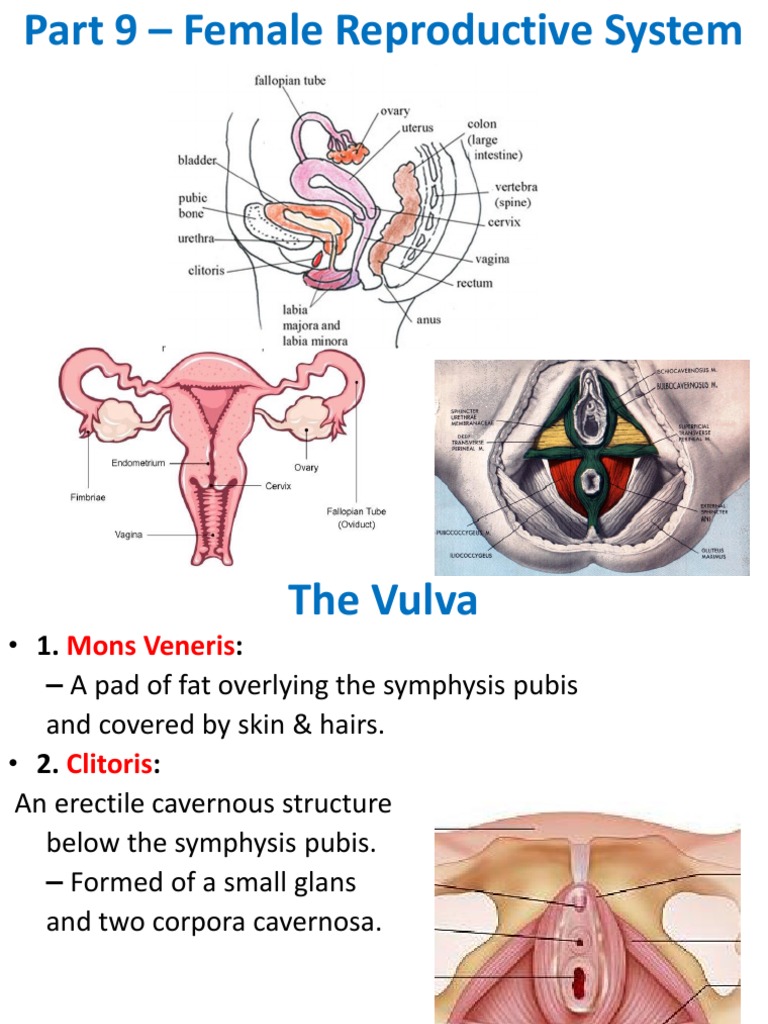 Part 9 human female reproductive system pdf labia uterus