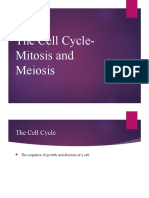 Mitosis and Meiosis