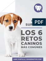 Los 6 Retos Caninos Mas Comunes