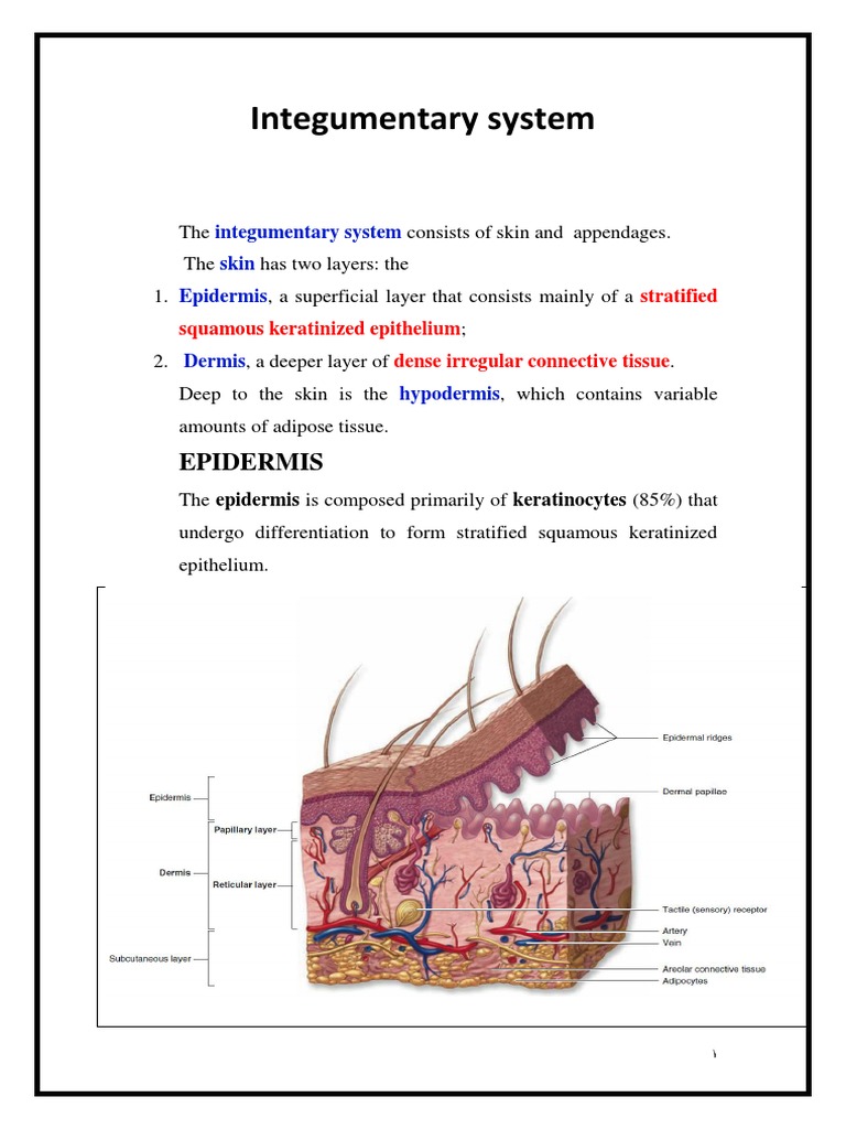 Integumentary System | PDF | Epidermis | Integumentary System