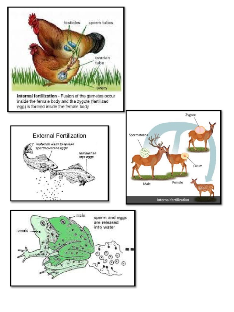 External Pictures PDF