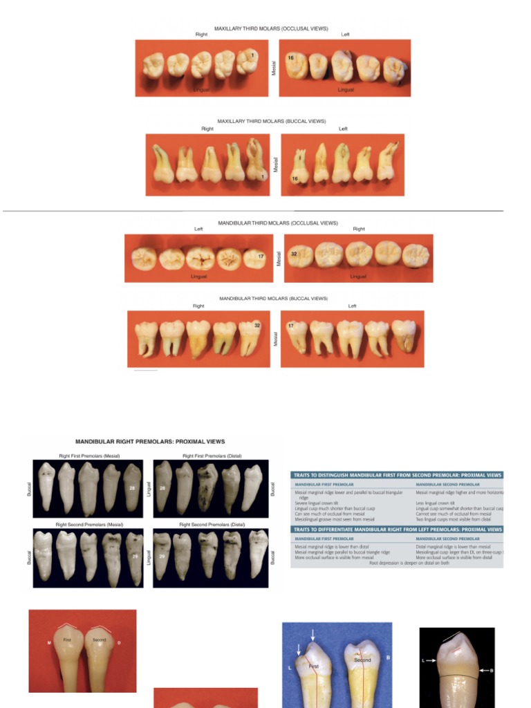 Pocket Dentistry | PDF
