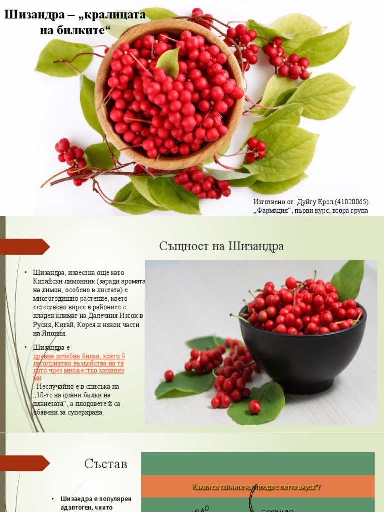 Шизандра | PDF