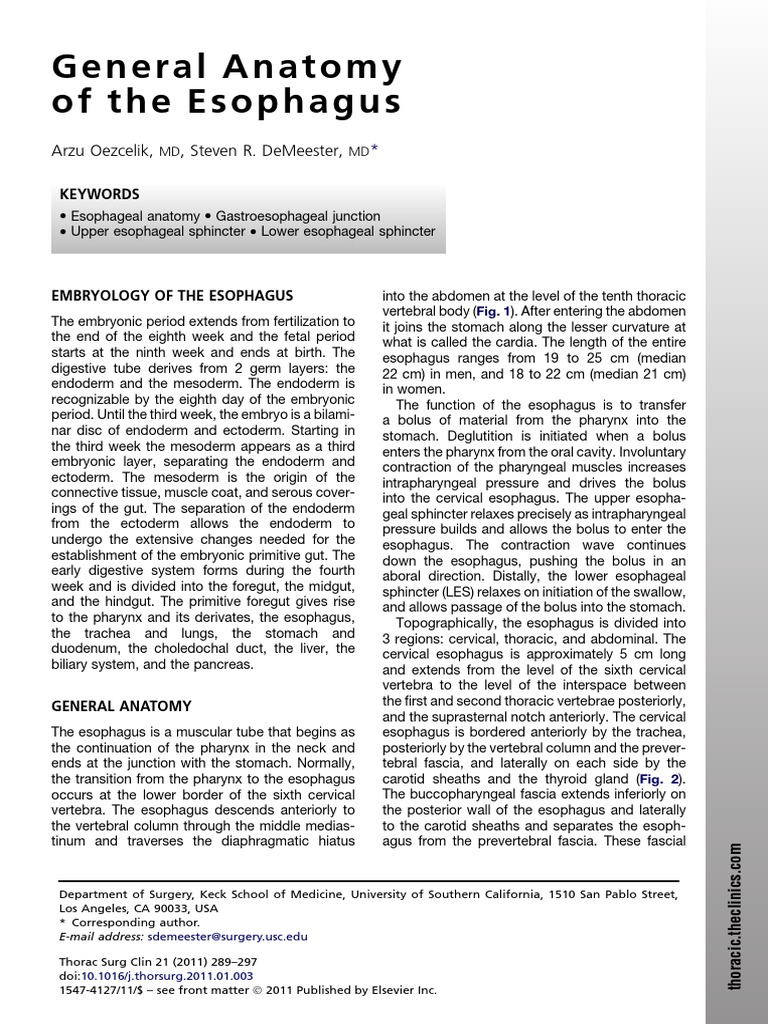 Esophagus Anatomy and Embryology Overview | PDF | Esophagus | Common ...