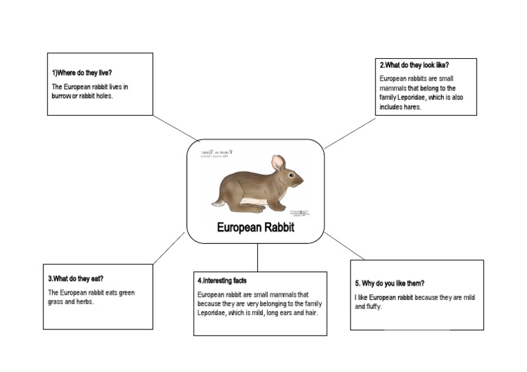 European Rabbit: European Rabbits Are Small Mammals | PDF