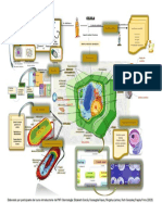 Mapa de Teoria Celular Jueves PNF Odontologia