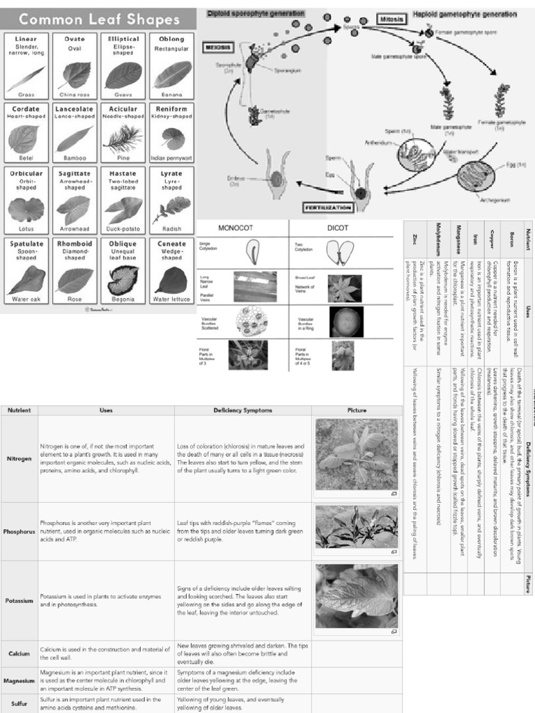 Botany SciOly Notes PDF
