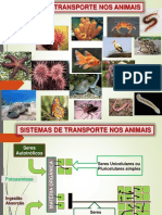 Transporte Nos Animais