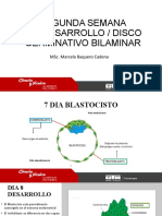 Segunda y Tercera Semana Gestacion