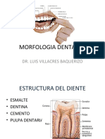 Morfología dental: estructura, origen y composición de los tejidos dentarios