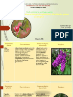 Lucru Individual Morfologie