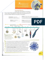 Bacterias, Protistas y Hongos-1