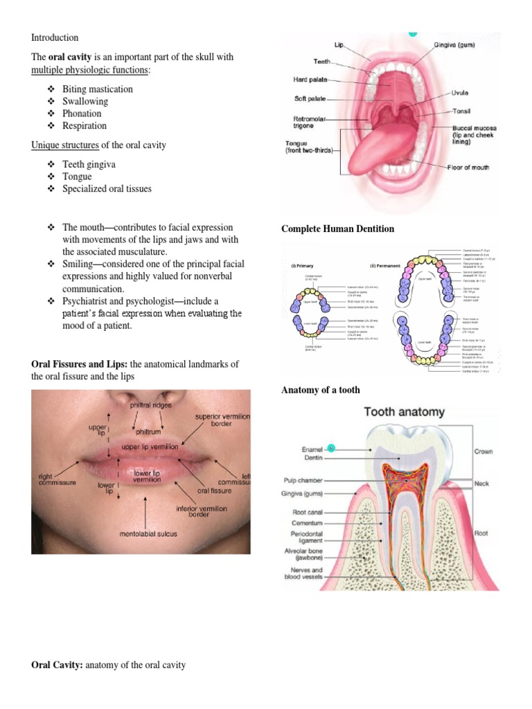 Prelim OralAna Reviewer | PDF | Dental Anatomy | Human Tooth