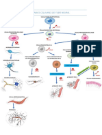 Linajes Celulares de Tubo Neural