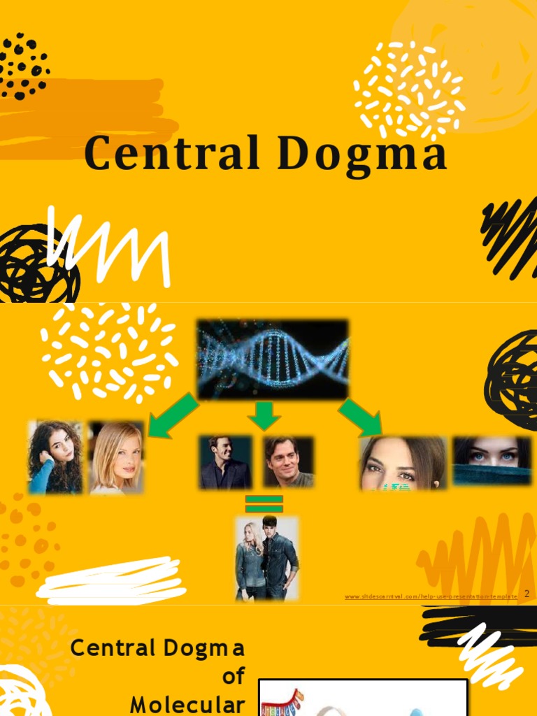 Central Dogma PDF Rna Splicing Translation (Biology)