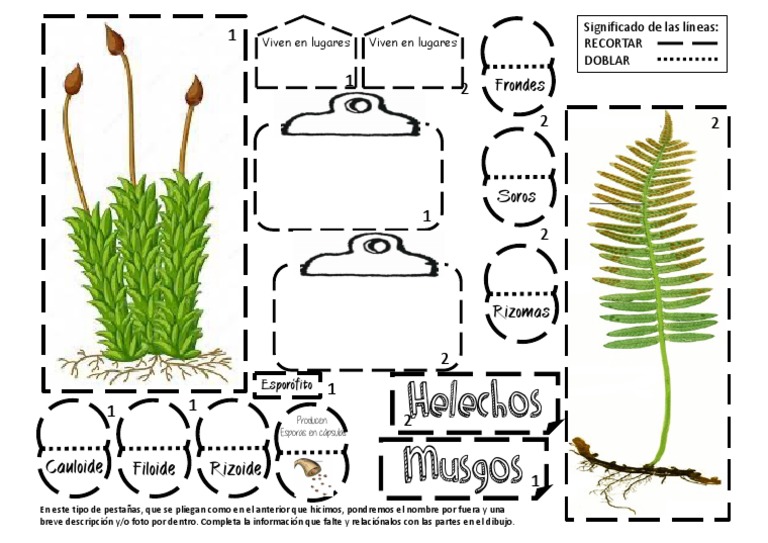 Musgos y Helechos: Partes y Características | PDF