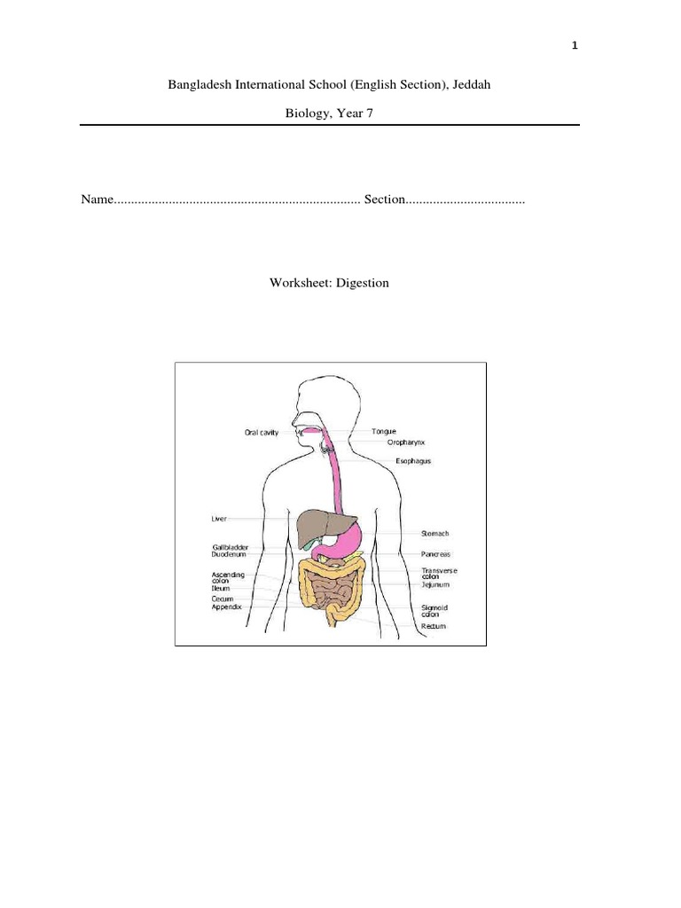 Digestion Worksheet PDF Digestion Enzyme