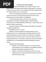 Тип Кольчатые черви