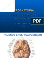 Truncus Encephali