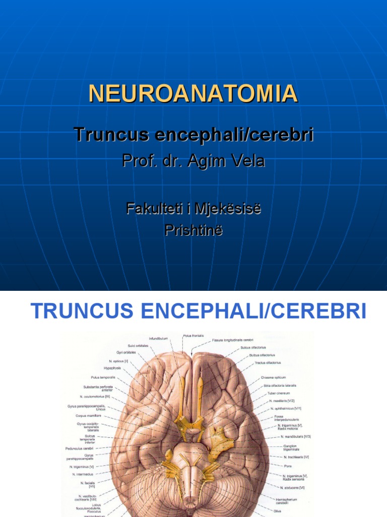 Truncus Encephali | PDF