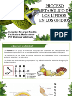 Serpientes y Su Metabolismo en Lipidos