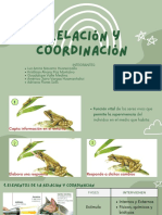 Relación y coordinación en los seres vivos