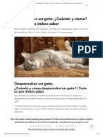 Desparasitar Un Gato